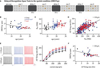 Network Models Predict That Pyramidal Neuron Hyperexcitability and Synapse Loss in the dlPFC Lead to Age-Related Spatial Working Memory Impairment in Rhesus Monkeys